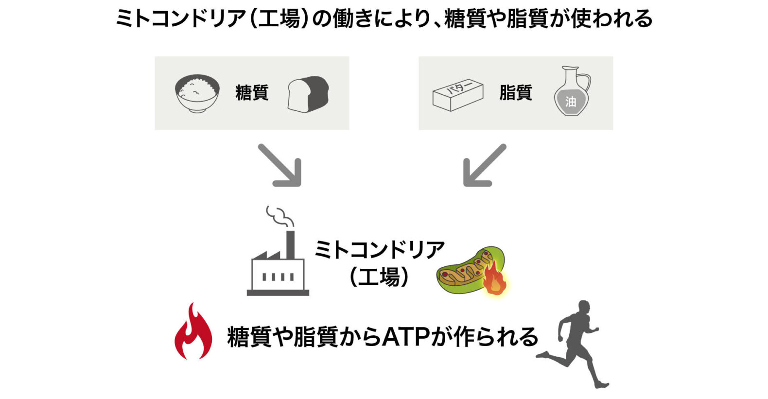 ミトコンドリアのイメージ